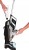 OUTLET Odkurzacz pionowy BISSELL CrossWave Pet Pro 2225N